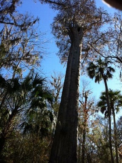 The Senator tree destroyed by fire and collapsed, Big Tree Park, Longwood, Florida, United States
