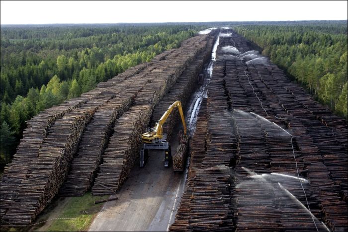 Timber in storage after Gudrun cyclone, Byholma, Sweden