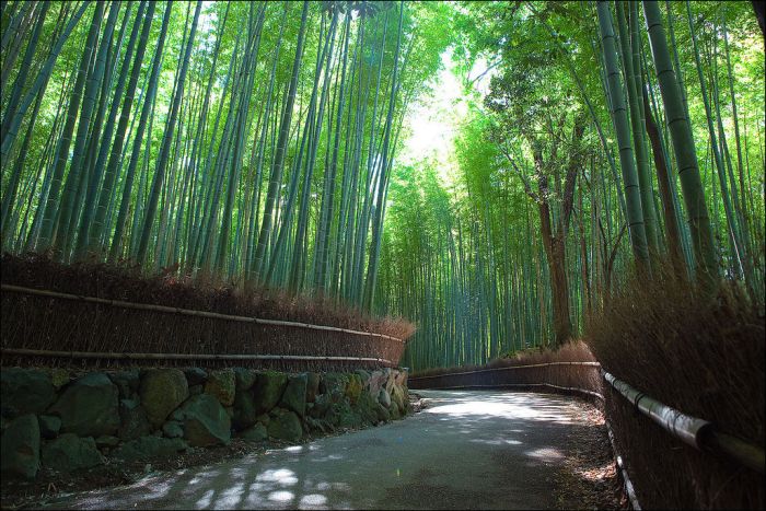 Sagano bamboo forest, Arashiyama (嵐山, Storm Mountain), Kyoto, Japan
