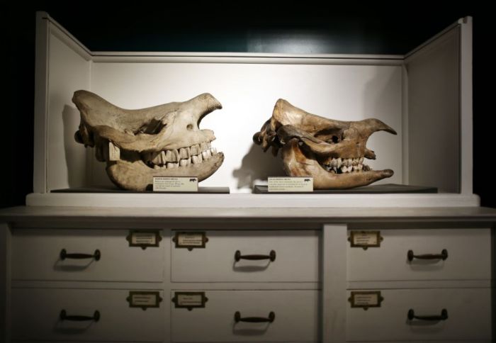 Grant Museum of Zoology and Comparative Anatomy, University College London, England, United Kingdom