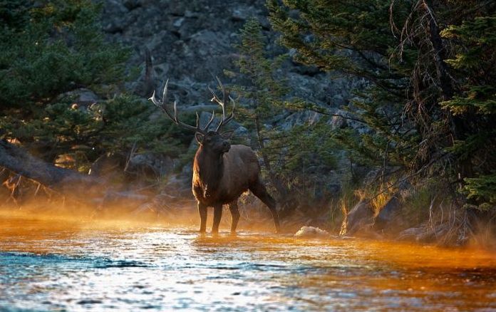 Yellowstone National Park, Wyoming, Idaho, Montana, United States