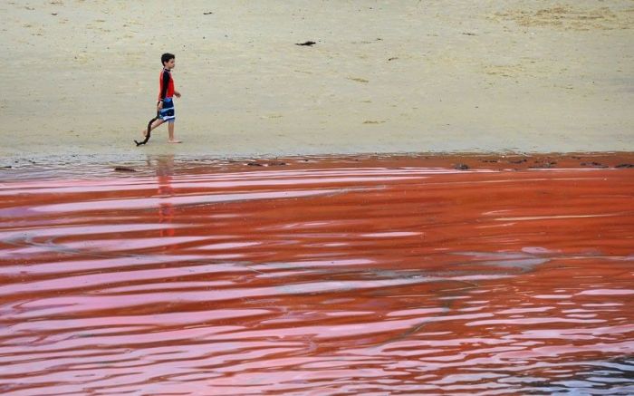 Red algae beach, Sydney, Australia