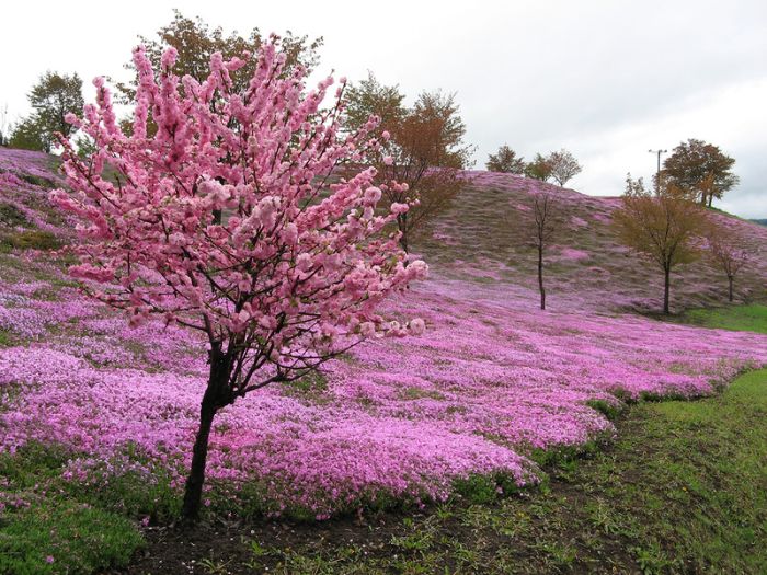 Moss Pink Cherry blossoms, Takinocho Shibazakura Park, Japan