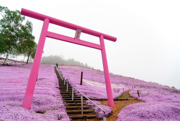 Moss Pink Cherry blossoms, Takinocho Shibazakura Park, Japan