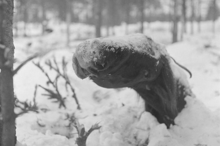 History: World War II photography, Finnish Defense Forces, Finland