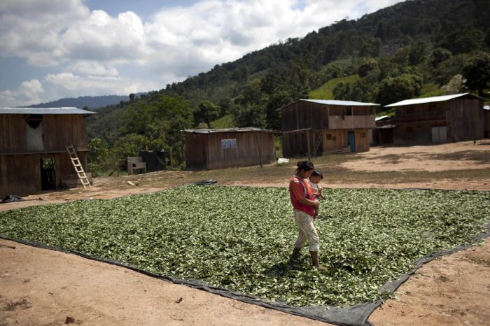Coca plant farmers, Peruvian mountains, Peru