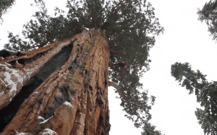 President tree, Giant Forest, Sequoia National Park, Visalia, California, United States
