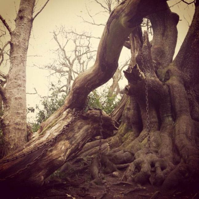 Chained Oak, Alton village, Staffordshire, England, United Kingdom