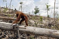 TopRq.com search results: The Republic of Indonesia - a state in Southeast Asia, the islands of the Malay archipelago and the western part of the island of New Guinea