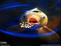 World & Travel: National Geographic Photography