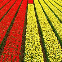 World & Travel: Tulip fields, Keukenhof, The Netherlands