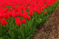 World & Travel: Tulip fields, Keukenhof, The Netherlands