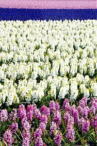 World & Travel: Tulip fields, Keukenhof, The Netherlands