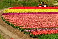 World & Travel: Tulip fields, Keukenhof, The Netherlands