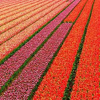 World & Travel: Tulip fields, Keukenhof, The Netherlands