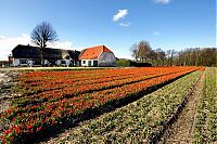 World & Travel: Tulip fields, Keukenhof, The Netherlands