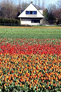 World & Travel: Tulip fields, Keukenhof, The Netherlands