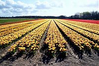 TopRq.com search results: Tulip fields, Keukenhof, The Netherlands