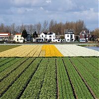 World & Travel: Tulip fields, Keukenhof, The Netherlands