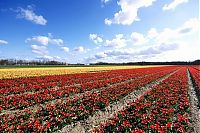 World & Travel: Tulip fields, Keukenhof, The Netherlands