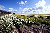 World & Travel: Tulip fields, Keukenhof, The Netherlands