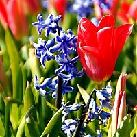 World & Travel: Tulip fields, Keukenhof, The Netherlands