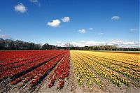 TopRq.com search results: Tulip fields, Keukenhof, The Netherlands