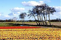 World & Travel: Tulip fields, Keukenhof, The Netherlands