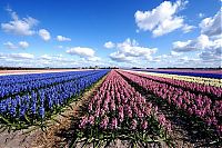 TopRq.com search results: Tulip fields, Keukenhof, The Netherlands