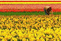 World & Travel: Tulip fields, Keukenhof, The Netherlands