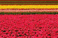 TopRq.com search results: Tulip fields, Keukenhof, The Netherlands