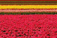 TopRq.com search results: Tulip fields, Keukenhof, The Netherlands