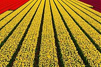 TopRq.com search results: Tulip fields, Keukenhof, The Netherlands