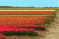 World & Travel: Tulip fields, Keukenhof, The Netherlands