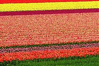 TopRq.com search results: Tulip fields, Keukenhof, The Netherlands