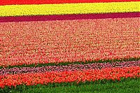 World & Travel: Tulip fields, Keukenhof, The Netherlands