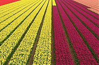 World & Travel: Tulip fields, Keukenhof, The Netherlands