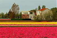 TopRq.com search results: Tulip fields, Keukenhof, The Netherlands