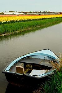 TopRq.com search results: Tulip fields, Keukenhof, The Netherlands