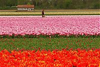 World & Travel: Tulip fields, Keukenhof, The Netherlands