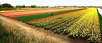 World & Travel: Tulip fields, Keukenhof, The Netherlands