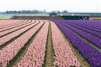 World & Travel: Tulip fields, Keukenhof, The Netherlands