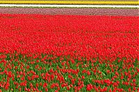 TopRq.com search results: Tulip fields, Keukenhof, The Netherlands