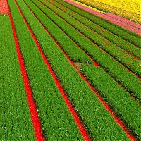 World & Travel: Tulip fields, Keukenhof, The Netherlands