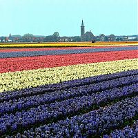 World & Travel: Tulip fields, Keukenhof, The Netherlands