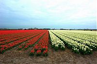 World & Travel: Tulip fields, Keukenhof, The Netherlands