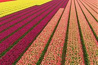 World & Travel: Tulip fields, Keukenhof, The Netherlands