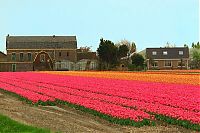 TopRq.com search results: Tulip fields, Keukenhof, The Netherlands