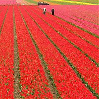 TopRq.com search results: Tulip fields, Keukenhof, The Netherlands