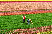 World & Travel: Tulip fields, Keukenhof, The Netherlands